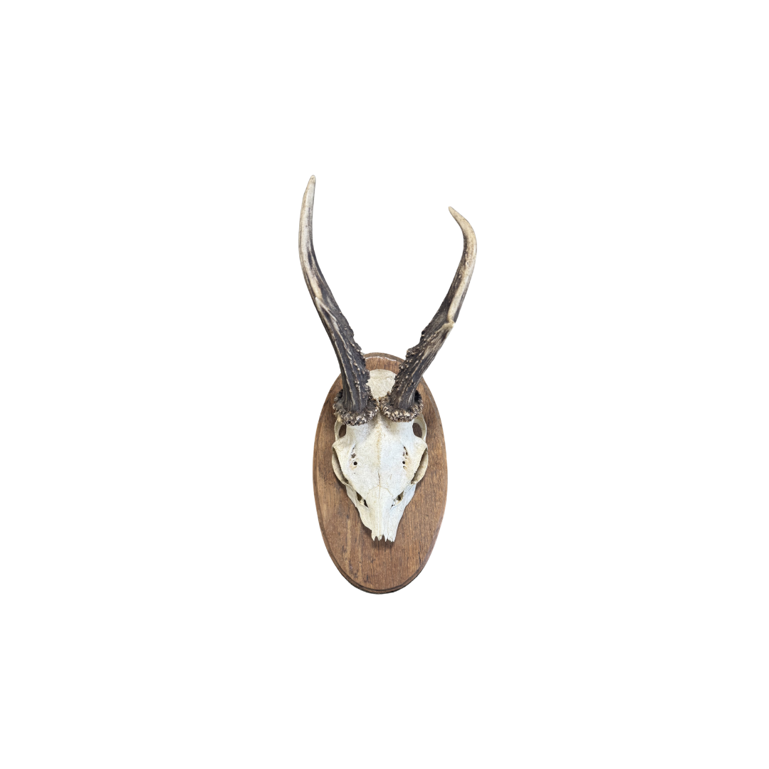 Vintage Oval Roe Deer Trophy