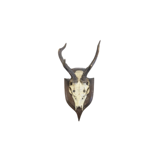Vintage Shield Roe Deer Trophy