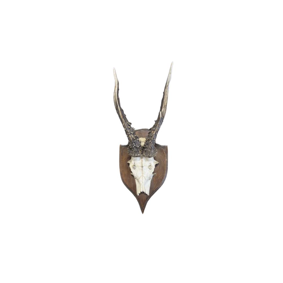 Vintage Shield Roe Deer Trophy
