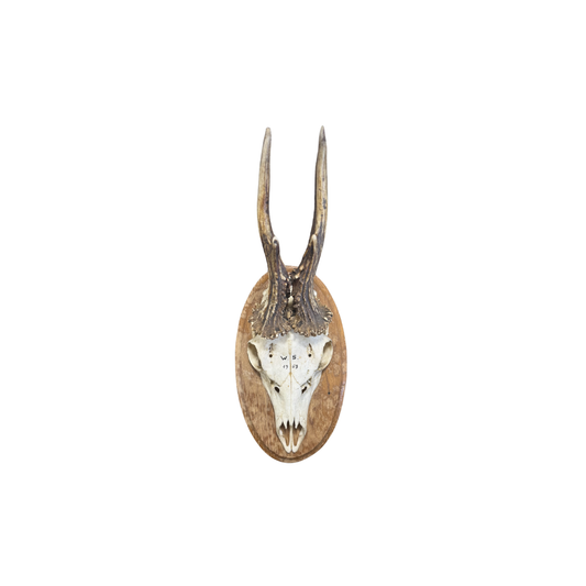 Vintage Oval Roe Deer Trophy