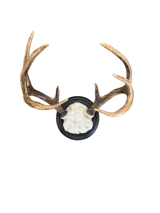Vintage Circle Deer Trophy