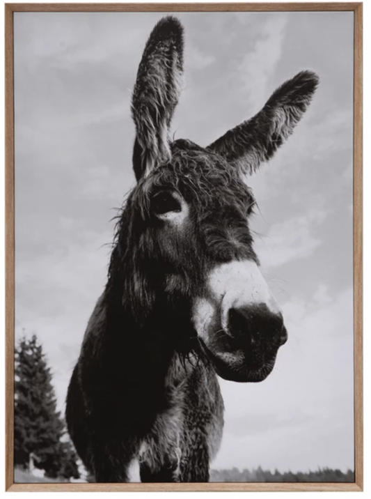 Donkey Art Framed Canvas