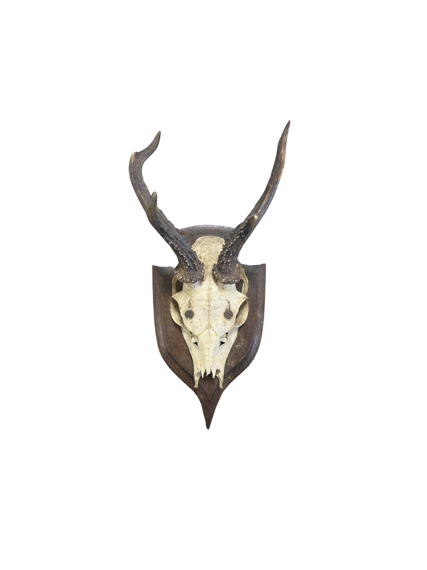 Vintage Shield Roe Deer Trophy