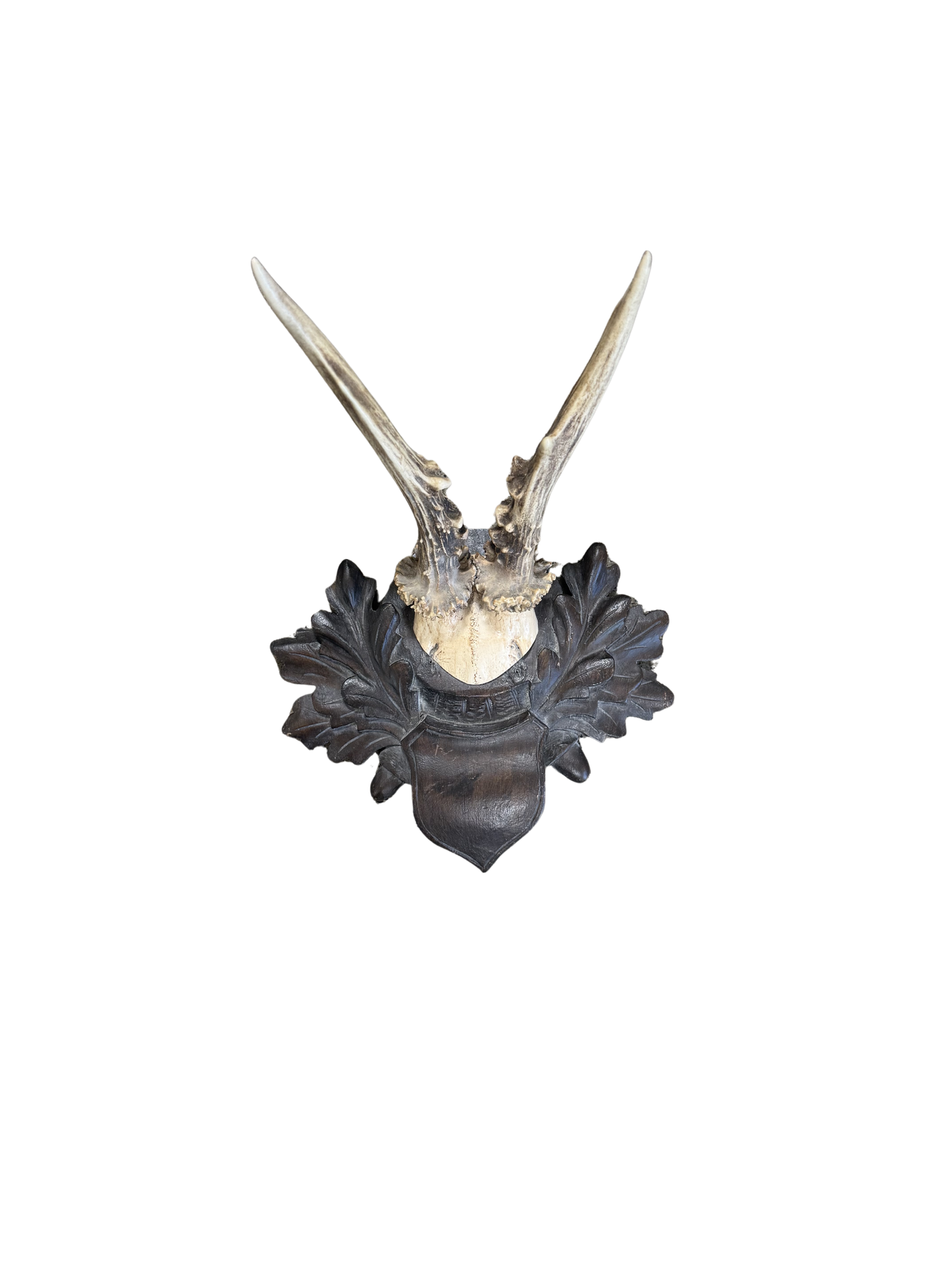Vintage Crest Roe Deer Trophy