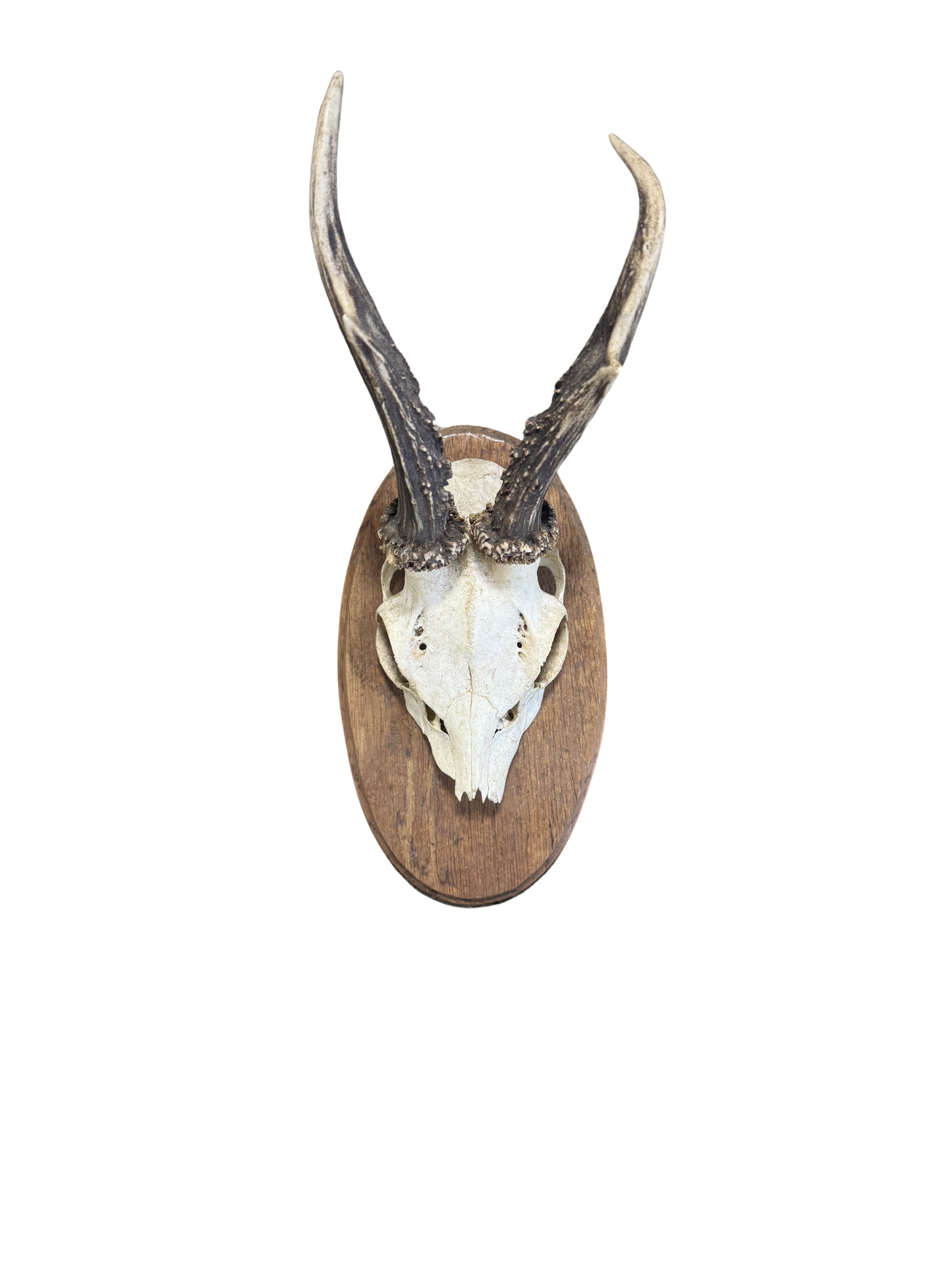 Vintage Oval Roe Deer Trophy