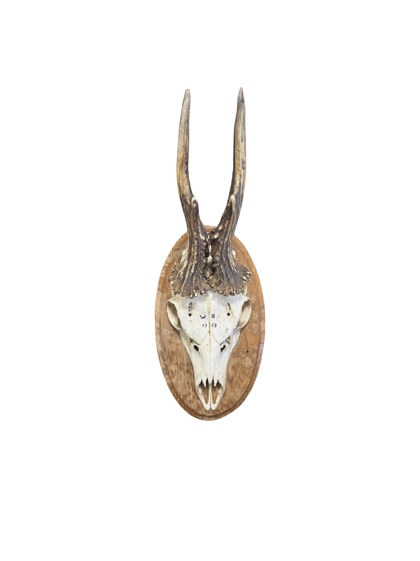 Vintage Oval Roe Deer Trophy