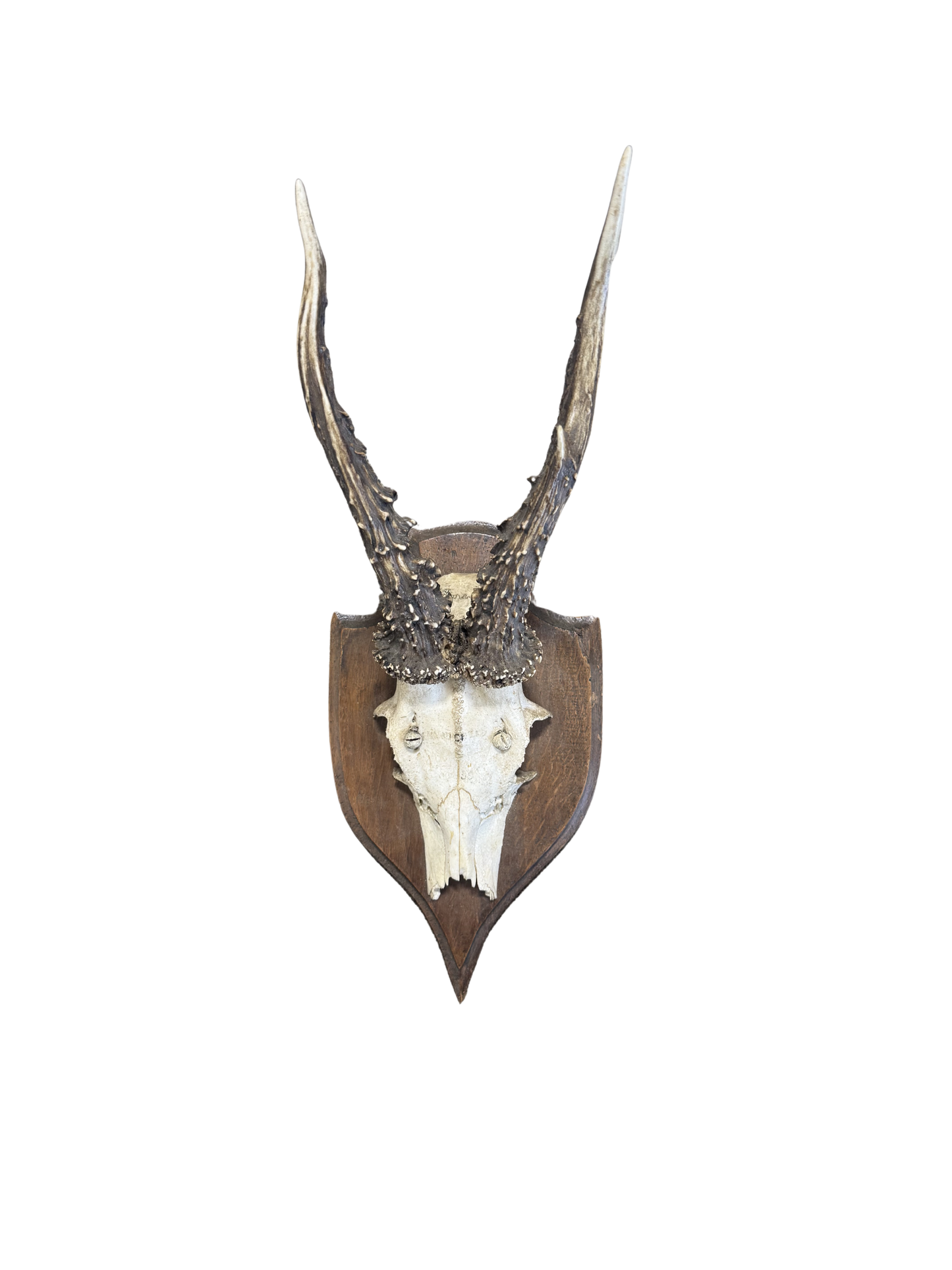 Vintage Shield Roe Deer Trophy